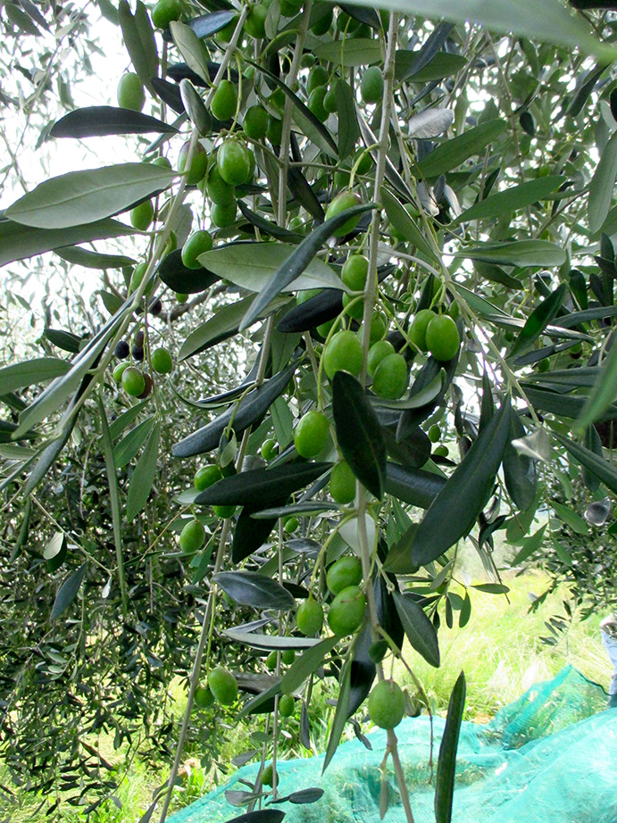 oliveverdi