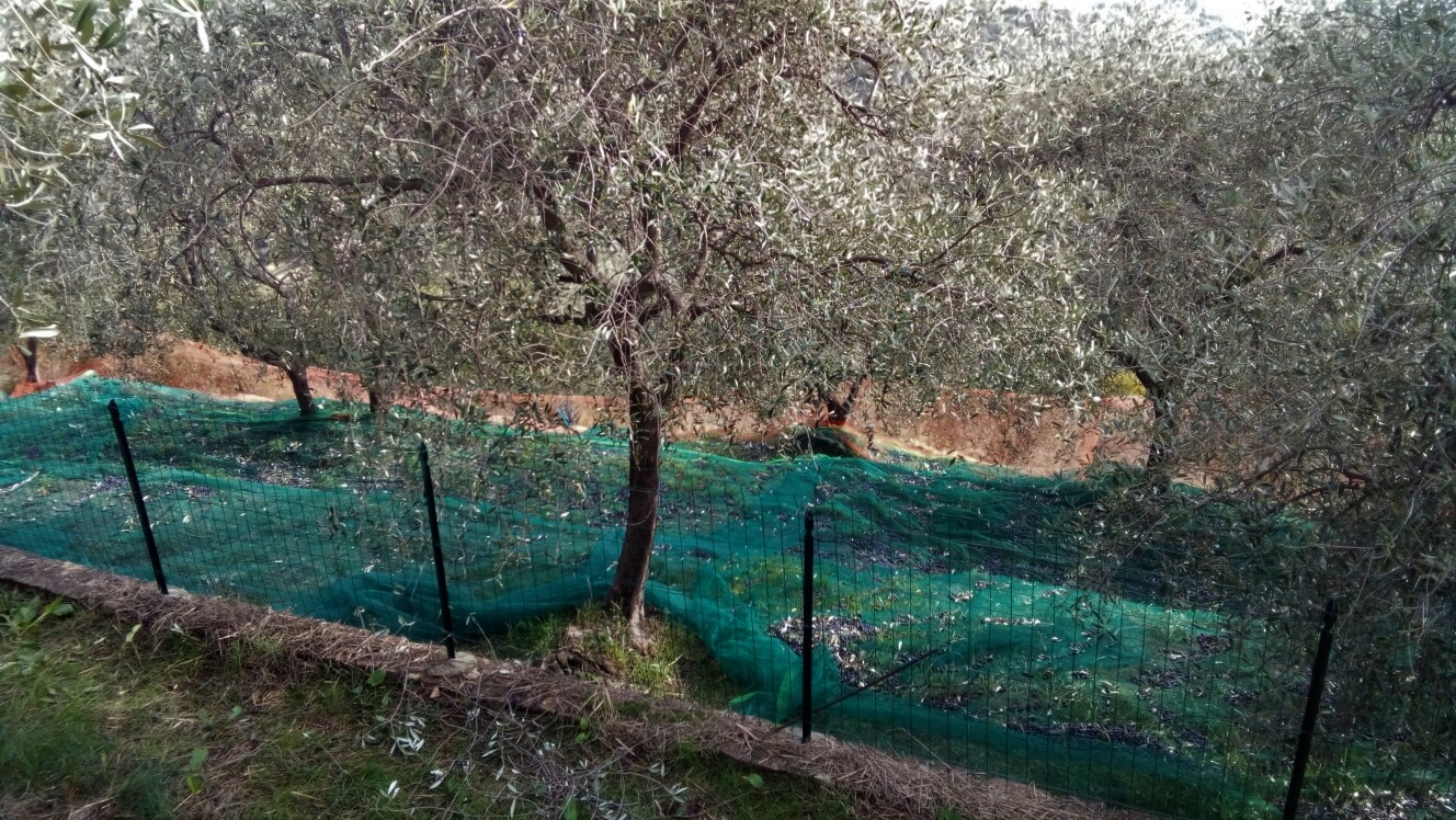Reti e olive