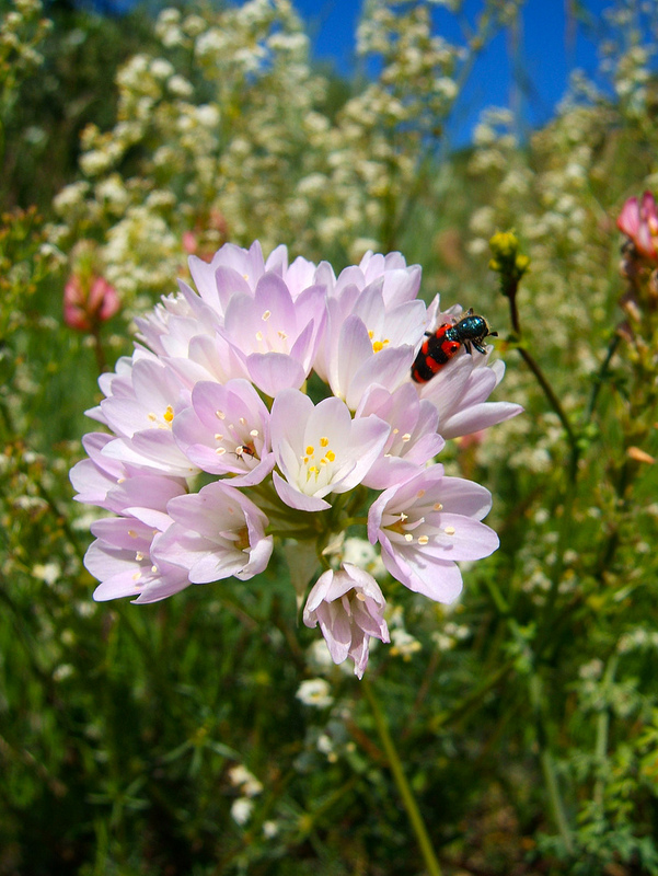 insetto su fiore