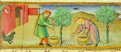 raccolta olive medioevo